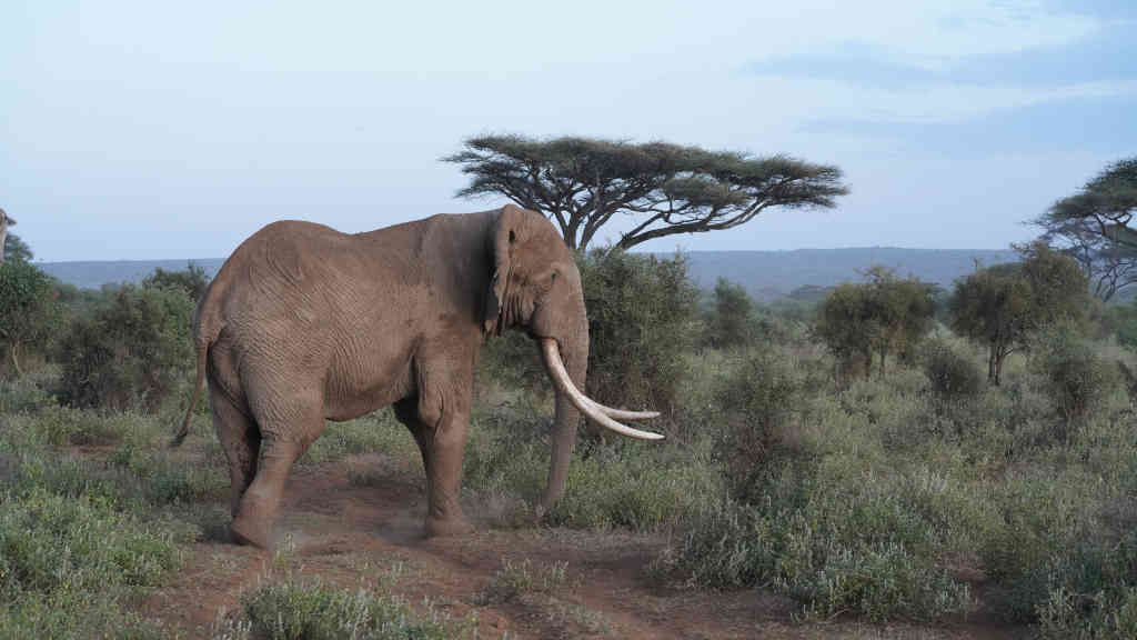Obama, the senior elephant in Amboseli
