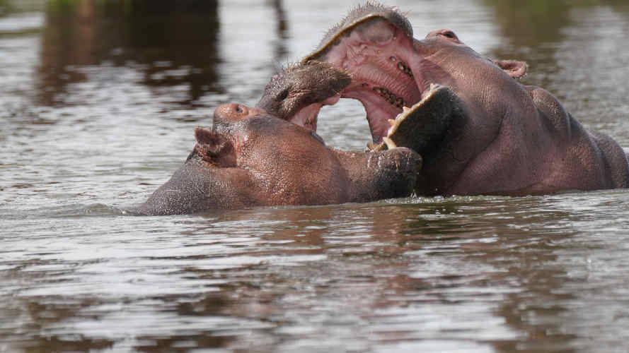 get close to hippos