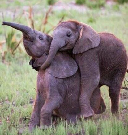 elephant babies