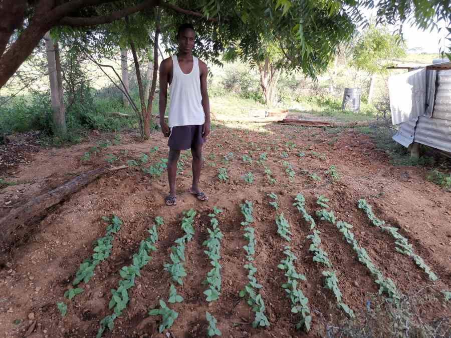 Eric, 16, has started a garden project with beans, tomatoes and maize. - He has a scolarship for a boarding school and is here only during vacations.
