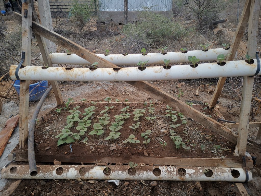first shy tries to plant vegetables