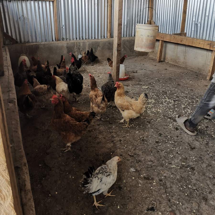 26 chicken, all well, the stable looks tidy